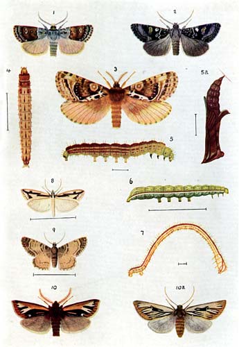 Butterflies and moths - Moth specimens - Te Ara Encyclopedia of New Zealand