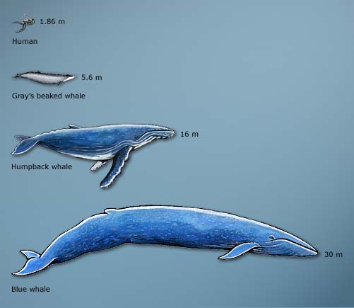 Whales Size