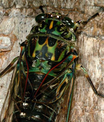 Cicadas - Te Ara Encyclopedia of New Zealand