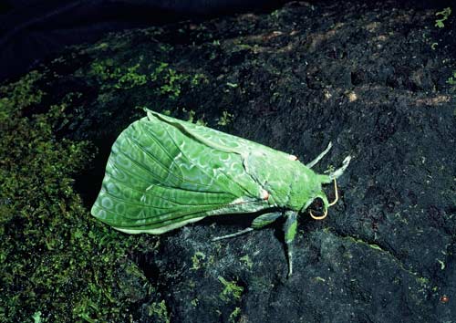 the bright green puriri moth is New Zealand's largest.