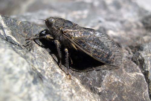 New Zealand has the only alpine cicadas in the world.
