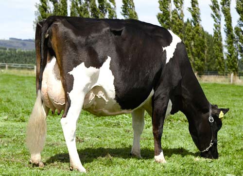 holstein dairy cow. Holstein-Friesian cow