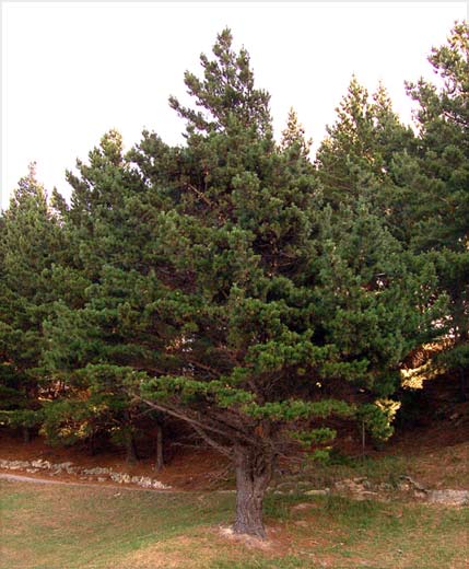 Radiata Pine underlayment kopen? | Online Bouwmaterialen