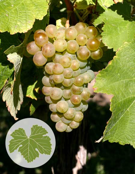 Sauvignon blanc, New Zealand's most widely planted grape, 