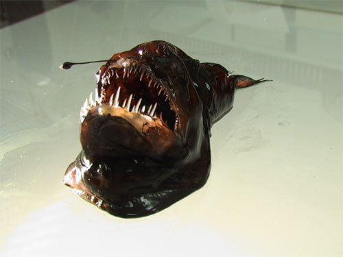 Humpback anglerfish