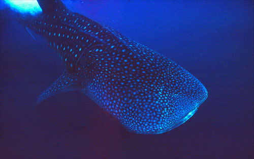 whale shark pictures. Whale shark