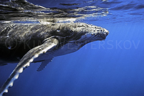 Pictures Of Whales Underwater. Humpback underwater