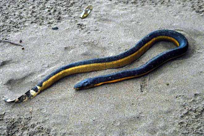 Sea snake - Beachcombing - Te Ara Encyclopedia of New Z