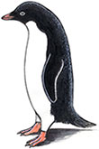 Adélie penguin