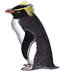 Eastern rockhopper penguin