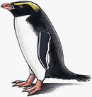 Snares crested penguin