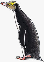Yellow-eyed penguin